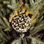 Γούρι ρόδι χρυσό κρεμαστό σε μικρό λευκό ξύλινο κύκλο